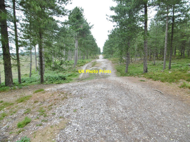 Photo 6"x4" Dibden Inclosure, forestry road Little Holbury c2015