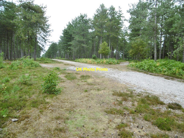 Photo 6"x4" Dibden Inclosure, forestry crossroads Little Holbury c2015