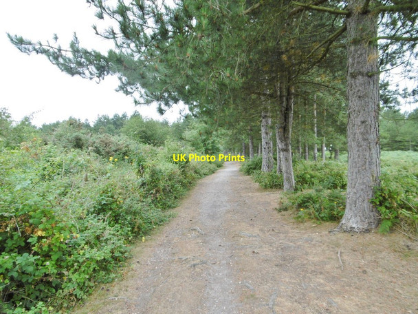 Photo 6"x4" Dibden Inclosure, forestry track Little Holbury c2015