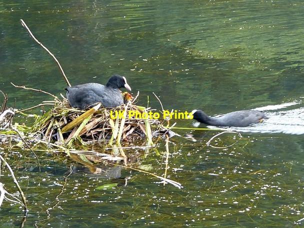 Photo 6"x4" Coot on a nest, Tredegar House Country Park, Newport Duffryn\/ST2985 c2015