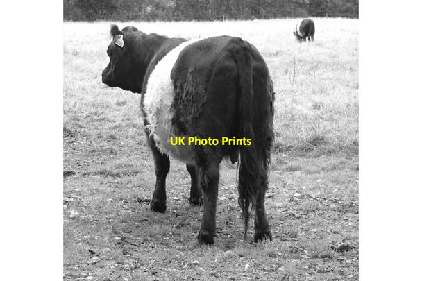 Photo 6"x4" Belted Galloway cattle by Grange Farm Surlingham c2015