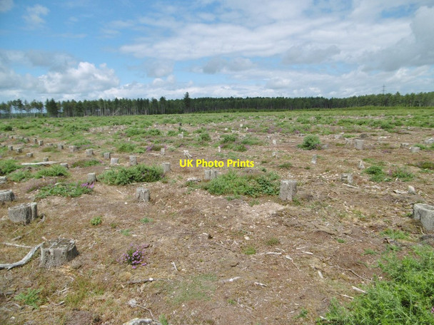 Photo 6"x4" Fawley Inclosure, clear fell Little Holbury c2015