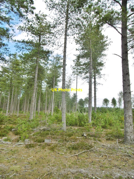 Photo 6"x4" Fawley Inclosure, conifers Little Holbury c2015