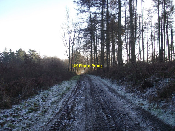 Photo 6"x4" Track through Playground Plantation near Munslow Little London\/SO5088 c2014
