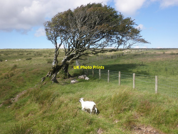 Photo 6"x4" Wind blown tree on Dure Down Simonsbath c2015