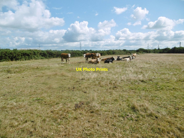 Photo 6"x4" Holbury Purlieu, cattle grazing Holbury c2015