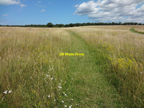 Photo 6"x4" Wildflower Meadow Ringstead\/TF7040 c2015