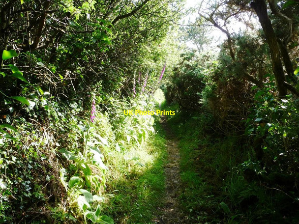 Photo 6"x4" Public footpath to Parc Natur Penglais Aberystwyth c2015