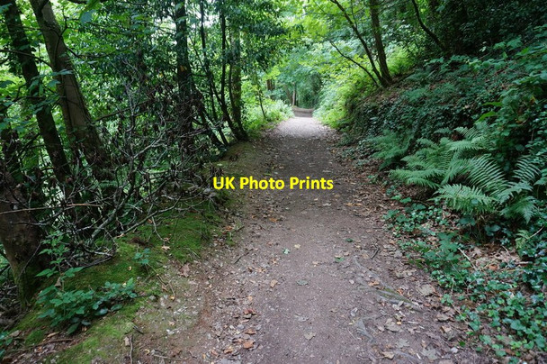 Photo 6"x4" Dart Valley Trail Dartmouth c2015