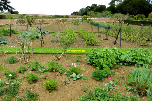 Photo 6"x4" The vegetable garden at Upton House Lower Tysoe c2015