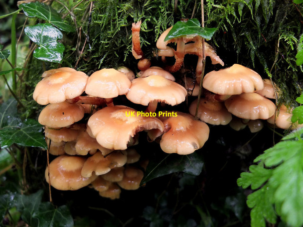 Photo 6"x4" Fungi in White Bridge Wood, Red Rock Standish\/SD5610 c2015