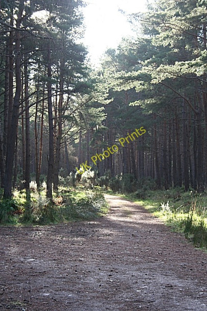 Photo 6"x4" Speyside Way Bogmoor c2009
