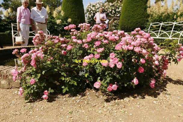Photo 6"x4" Roses at the Pond Lower Brook c2015