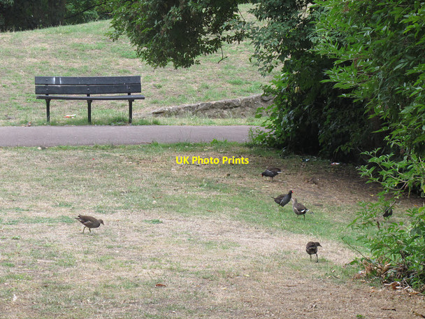 Photo 6"x4" Farewell to the Folkestone Gardens moorhens Deptford\/TQ3677 c2015