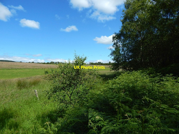 Photo 6"x4" The edge of the woods Bearsden c2015