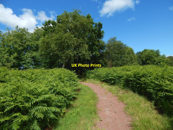 Photo 6"x4" Path to Craigton Bearsden c2015