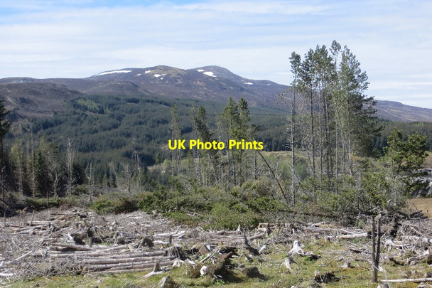 Photo 6"x4" Woodland near Trinafour Trinafour c2015