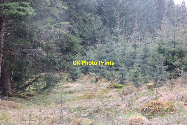 Photo 6"x4" Woodland, Drumcroy Hill Dalriach\/NN7459 c2015