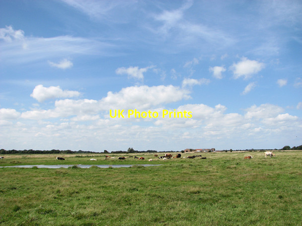 Photo 6"x4" Cattle grazing on Heigham Holmes Damgate\/TG4519 c2015