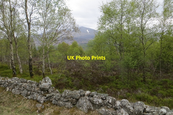 Photo 6"x4" Birch woods and Schiehallion Dalriach\/NN7459 c2015