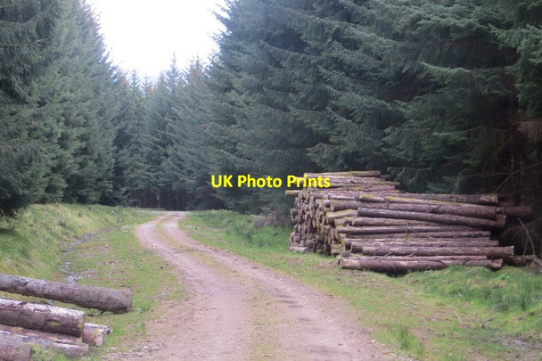 Photo 6"x4" Logging road on Drumcroy Hill Dalriach\/NN7459 c2015
