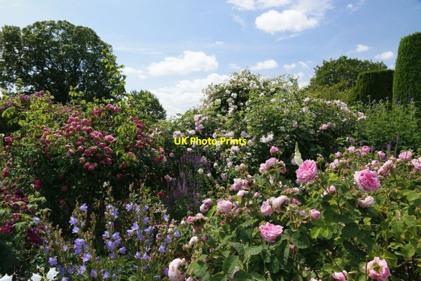 Photo 6"x4" Some of the Roses Lower Brook c2015