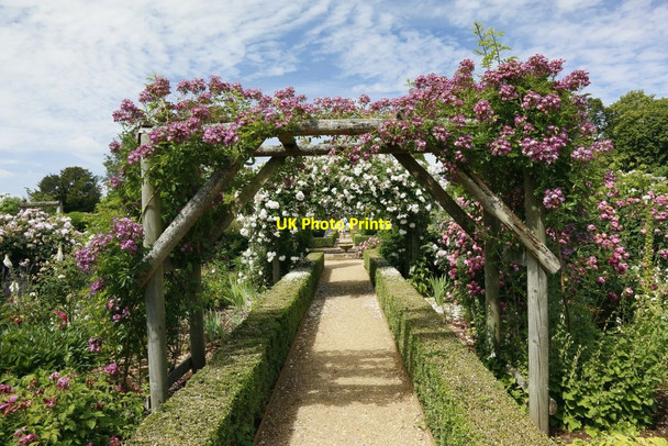 Photo 6"x4" Arch full of Roses Lower Brook c2015