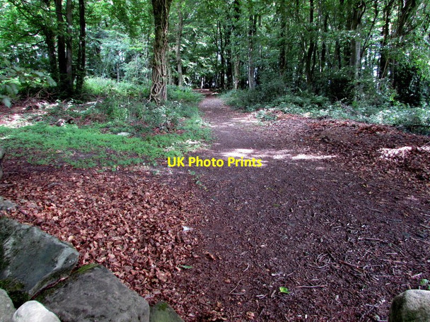 Photo 6"x4" Public footpath through School Wood, Catbrook Botany Bay\/SO5102 c2015
