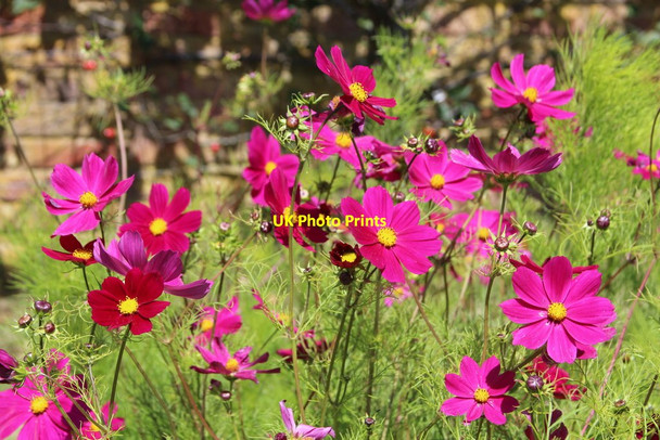 Photo 6"x4" Cosmos, Perch Hill Farm garden Burwash Weald c2015