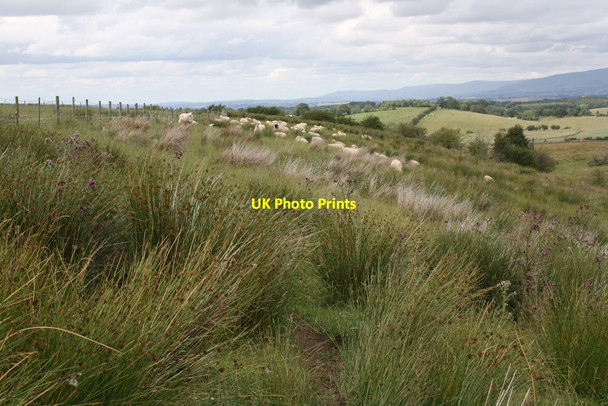Photo 6"x4" Sheep in field at Bridgedale Brow Maulds Meaburn c2015