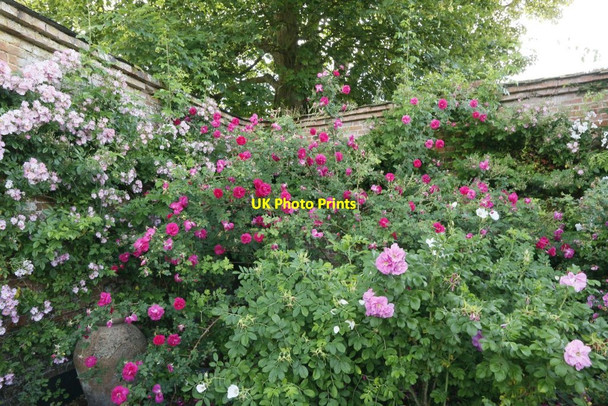 Photo 6"x4" Roses in the Corner Lower Brook c2015