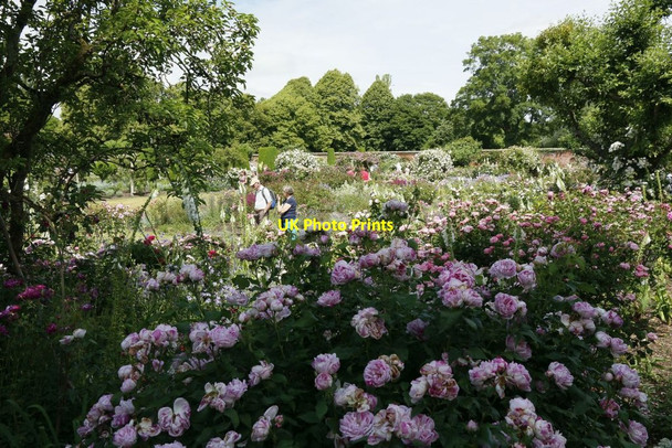 Photo 6"x4" Looking over the Roses Lower Brook c2015