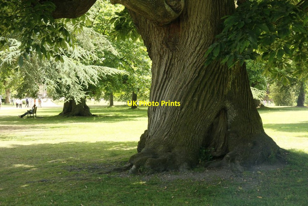 Photo 6"x4" Trunk on the Tree Mottisfont c2015