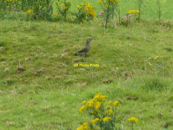 Photo 6"x4" Green Woodpecker by River Bollin Little Bollington c2015