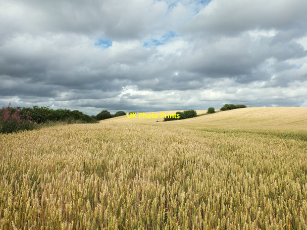 Photo 6"x4" Wheat fields West of Upholland Road, Billinge Billinge c2015