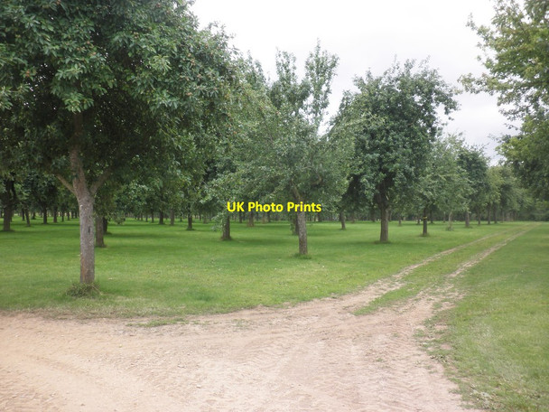Photo 6"x4" Orchard on Park Lane North Newton\/ST3031 c2015