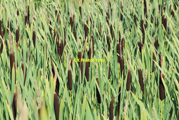 Photo 6"x4" Pond reeds, Merriments gardens Hurst Green\/TQ7327 c2015