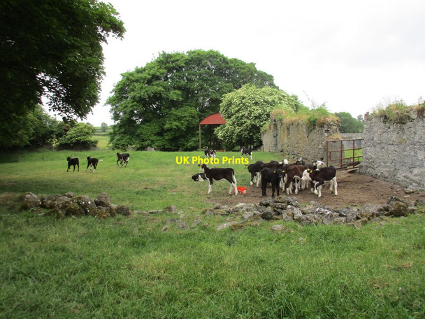 Photo 6"x4" Calves among the ruins Lorrha c2015