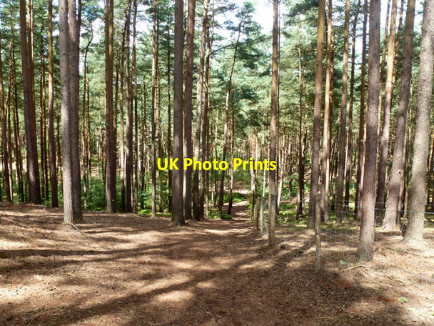 Photo 6"x4" Woodland, Farnham Heath Tilford Reeds c2015