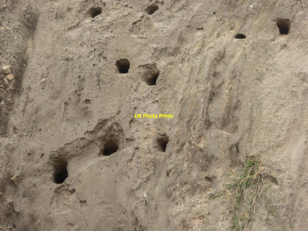 Photo 6"x4" Sand Martin Holes, Cayton Bay, Yorkshire Lebberston c2015