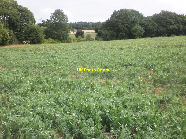 Photo 6"x4" Pea crop, Haswell Estate Goathurst c2015