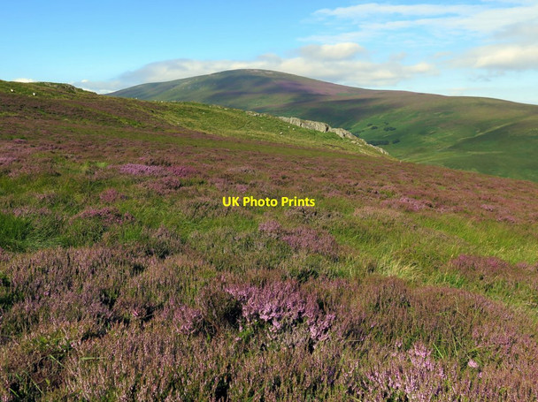 Photo 6"x4" Heather moorland near Long Crags Housey Crags c2015