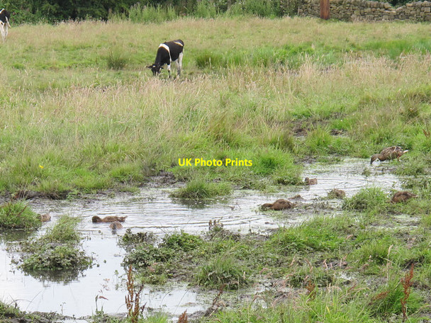 Photo 6"x4" Ducklings in the marsh Apperley Bridge c2015