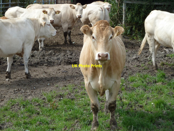 Photo 6"x4" Cattle at Maddox Farm, Billinge Billinge c2015
