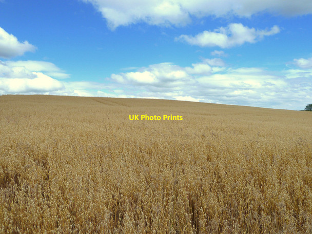 Photo 6"x4" Oat field South of Windy Arbour Farm, Billinge Billinge c2015