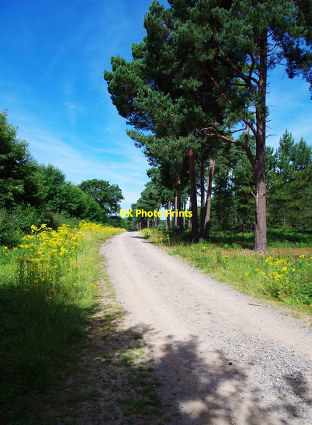 Photo 6"x4" Forestry road in King's Wood, near Challock, Kent Molash c2015