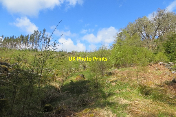 Photo 6"x4" Felled area, Rannoch Forest Carie Burn c2015