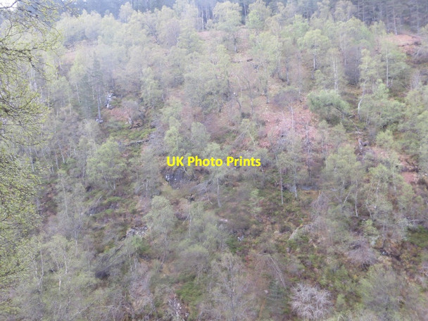 Photo 6"x4" Birches, Allt na Bogair Allt na Bogair c2015