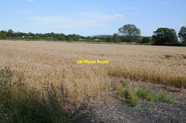 Photo 6"x4" Wheat field beside Dunstall Bridge Baughton c2015