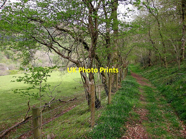 Photo 6"x4" Path through woods, Cwm Rheidol Devil's Bridge\/Pontarfynach c2015